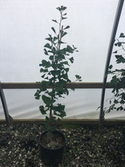 - Ginkgo biloba 'George Lewis' Male Ginkgo Tree - Mr Maple │ Buy Japanese Maple Trees
