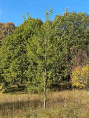 - Ginkgo biloba 'Golden Girl' Female Tall Fruiting Ginkgo Tree - Mr Maple │ Buy Japanese Maple Trees