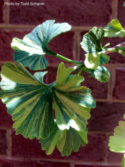 - Ginkgo biloba 'Jagged Jester' Variegated Ginkgo Tree - Mr Maple │ Buy Japanese Maple Trees