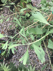 - Ginkgo biloba 'Korinek' Male Dwarf Ginkgo Tree - Mr Maple │ Buy Japanese Maple Trees