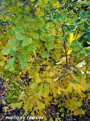 - Ginkgo biloba 'Korinek' Male Dwarf Ginkgo Tree - Mr Maple │ Buy Japanese Maple Trees