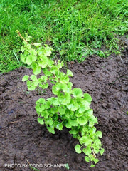 - Ginkgo biloba 'Lil Matthew' Dwarf Male Ginkgo Tree - Mr Maple │ Buy Japanese Maple Trees