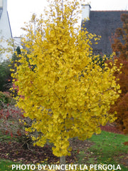 - Ginkgo biloba 'Princeton Gold' Male Ginkgo Tree - Mr Maple │ Buy Japanese Maple Trees