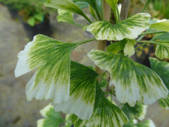 - Ginkgo biloba 'Snow Cloud' Variegated Male Ginkgo Tree - Mr Maple │ Buy Japanese Maple Trees