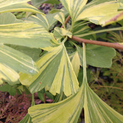 - Ginkgo biloba 'Sunstream’ Variegated Male Ginkgo Tree - Mr Maple │ Buy Japanese Maple Trees