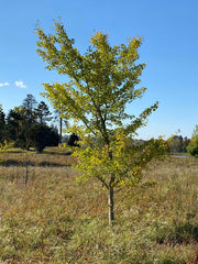 - Ginkgo biloba 'Windover Gold' Male Ginkgo Tree - Mr Maple │ Buy Japanese Maple Trees