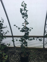 - Ginkgo biloba 'Windover Gold' Male Ginkgo Tree - Mr Maple │ Buy Japanese Maple Trees