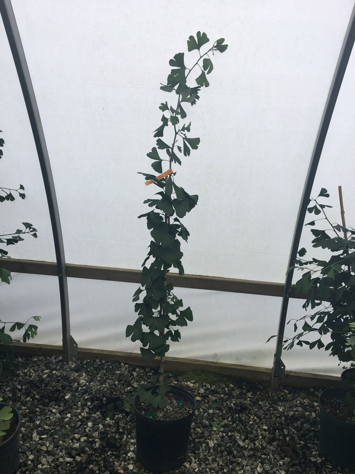 - Ginkgo biloba 'Yadkin Gold' Male Ginkgo Tree - Mr Maple │ Buy Japanese Maple Trees