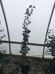 - Ginkgo biloba 'Yadkin Gold' Male Ginkgo Tree - Mr Maple │ Buy Japanese Maple Trees