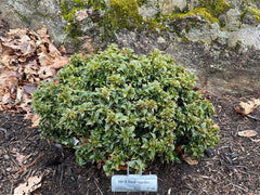 - Ilex x ‘Rock Garden' Dwarf Holly - Mr Maple │ Buy Japanese Maple Trees