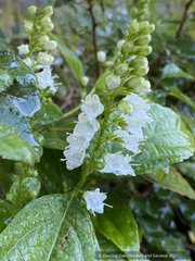 Keiskea japonica (syn. Collinsonia japonica), White Japanese Collinsonia