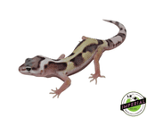 mack snow jungle leopard gecko for sale, buy reptiles online