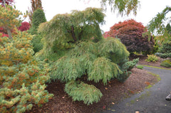 - Metasequoia glyptostroboides 'Miss Grace' Weeping Dwarf Dawn Redwood - Mr Maple │ Buy Japanese Maple Trees