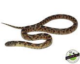 mosaic fl kingsnake for sale online at cheap prices, buy kingsnakes near me