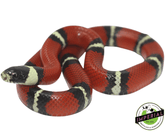 nelsons milk snake for sale, buy reptiles online