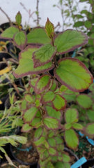 - Parrotia persica 'Persian Spire™' Columnar Persian Ironwood - Mr Maple │ Buy Japanese Maple Trees