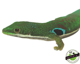 peacock day gecko for sale, buy reptiles online