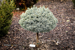 Picea pungens ‘Blue Pearl' Miniature Colorado Blue Spruce