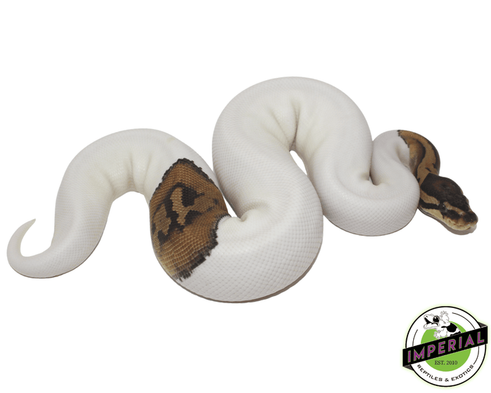 pied ball python for sale, buy reptiles online