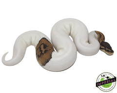 pied ball python for sale, buy reptiles online