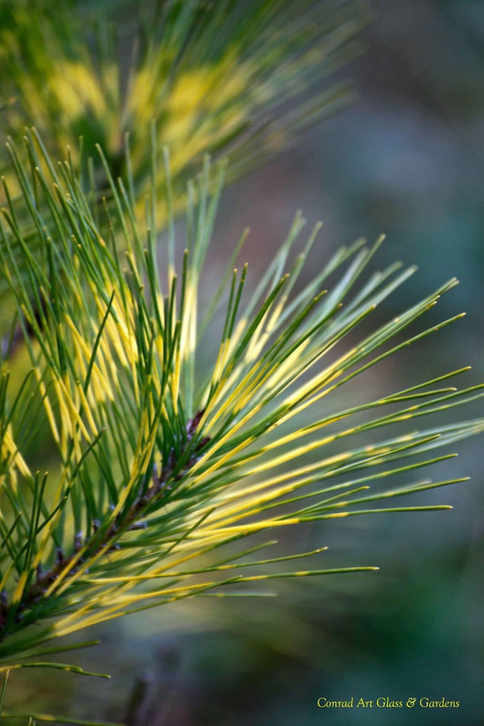 - Pinus densiflora 'Cesarini Variegated' Variegated Japanese Red Pine Tree - Mr Maple │ Buy Japanese Maple Trees