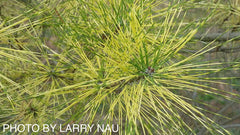- Pinus densiflora 'Cesarini Variegated' Variegated Japanese Red Pine Tree - Mr Maple │ Buy Japanese Maple Trees
