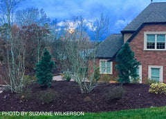 - Pinus flexilis 'Vanderwolf’s Pyramid' Blue Limber Pine - Mr Maple │ Buy Japanese Maple Trees