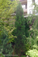 - Pinus nigra 'Green Tower' Columnar Austrian Black Pine Tree - Mr Maple │ Buy Japanese Maple Trees