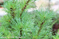 - Pinus strobus 'Diggy' Dwarf White Pine Tree - Mr Maple │ Buy Japanese Maple Trees