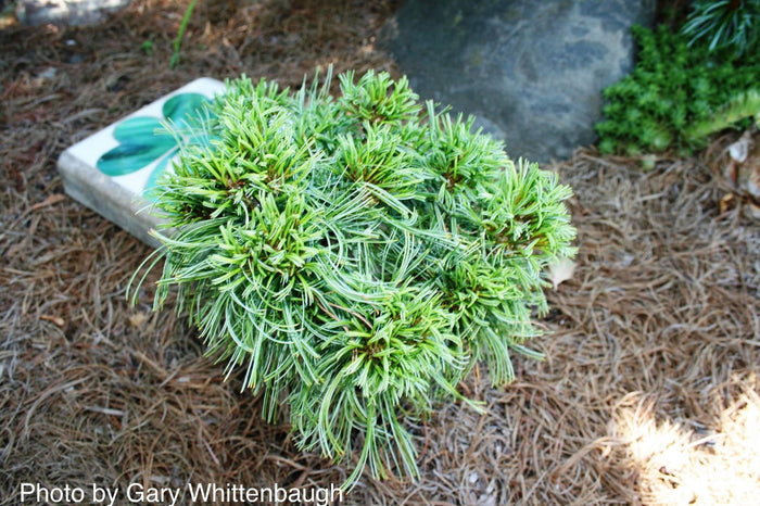 - Pinus strobus 'Green Twist' Dwarf White Pine - Mr Maple │ Buy Japanese Maple Trees