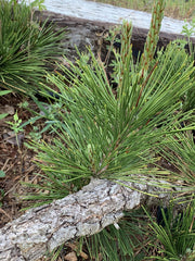 - Pinus thunbergii 'Koshimura' Cork Bark Japanese Black Pine - Mr Maple │ Buy Japanese Maple Trees
