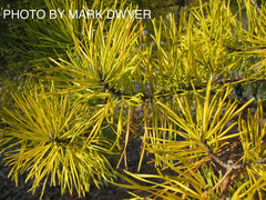 - Pinus virginiana 'Wate’s Golden Broom' Winter Yellow Virginia Pine - Mr Maple │ Buy Japanese Maple Trees