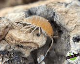 buy isopods for sale online. Isopod are bio active cleaners. These roly poly are a necessary clean up crew.