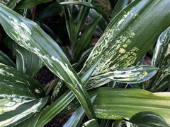 - Rohdea japonica 'Washit aka kuma' Variegated Omoto Sacred Lily - Mr Maple │ Buy Japanese Maple Trees