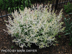 - Salix 'Hakuro nishiki' Variegated Willow Tree - Mr Maple │ Buy Japanese Maple Trees