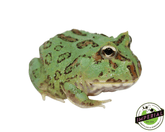 samurai blue pacman frog for sale, buy amphibians online