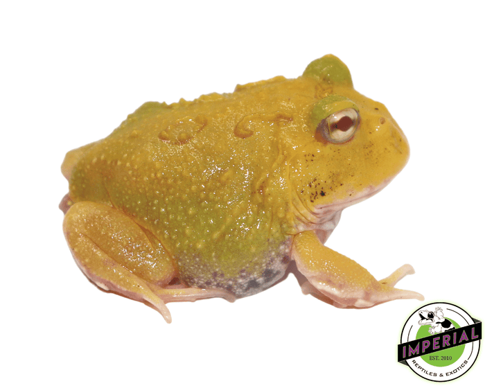 egg yolk pacman frog for sale, buy amphibians online