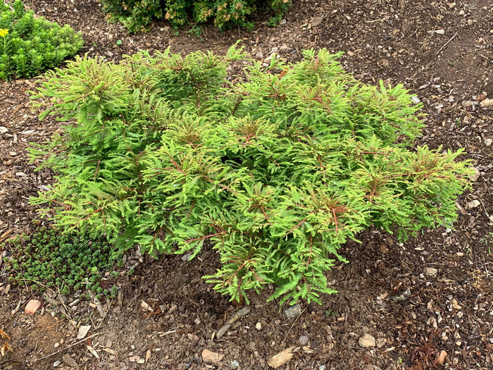Taxodium distichum 'Gee Whiz' Dwarf Bald Cypress - Mr Maple │ Buy Japanese Maple Trees