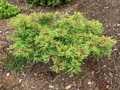 Taxodium distichum 'Gee Whiz' Dwarf Bald Cypress - Mr Maple │ Buy Japanese Maple Trees