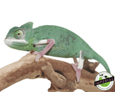 translucent veiled chameleon for sale, buy reptiles online