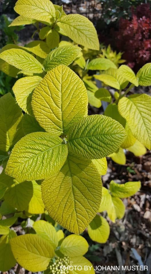 Viburnum lantana 'Aureum' Golden Wayfaring Tree Viburnum - Mr Maple │ Buy Japanese Maple Trees