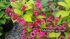 Weigela florida 'Looymansii Aurea' Golden Shrub - Mr Maple │ Buy Japanese Maple Trees