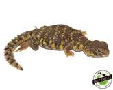 Uromastyx for sale, buy reptiles online