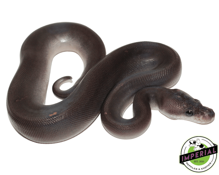 8 ball ball python for sale, buy reptiles online