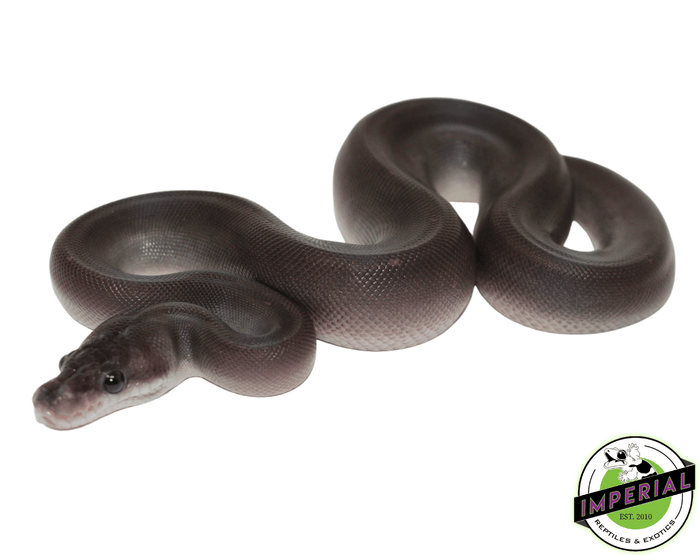 8 ball ball python for sale, buy reptiles online