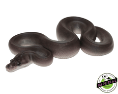 8 ball ball python for sale, buy reptiles online