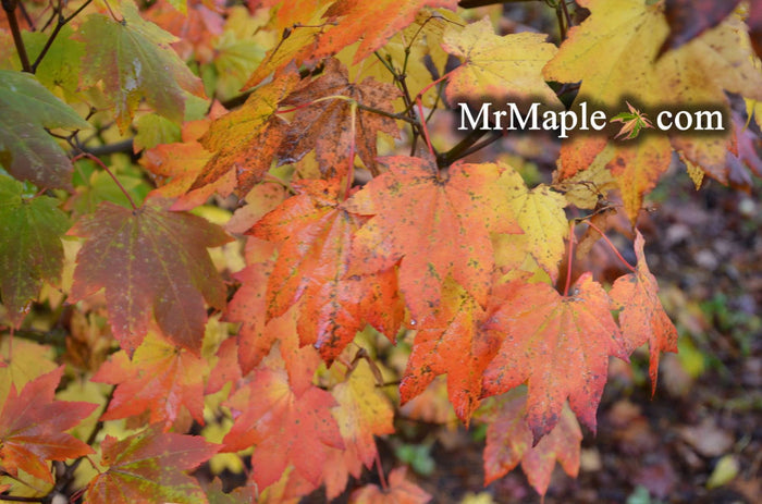 - Acer circinatum 'Hoyt Parent' Japanese Maple - Mr Maple │ Buy Japanese Maple Trees