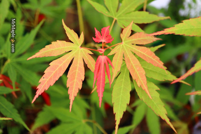 - Acer elegantulum x palmatum 'Johnnie's Giant' Japanese Maple - Mr Maple │ Buy Japanese Maple Trees