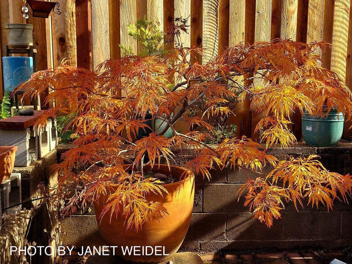 - Acer japonicum 'Abby’s Weeping' Dwarf Full Moon Japanese Maple - Mr Maple │ Buy Japanese Maple Trees