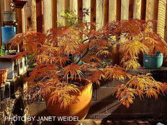 - Acer japonicum 'Abby’s Weeping' Dwarf Full Moon Japanese Maple - Mr Maple │ Buy Japanese Maple Trees